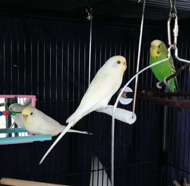 Three colorful birds in a cage