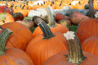 Pumpkin Patch